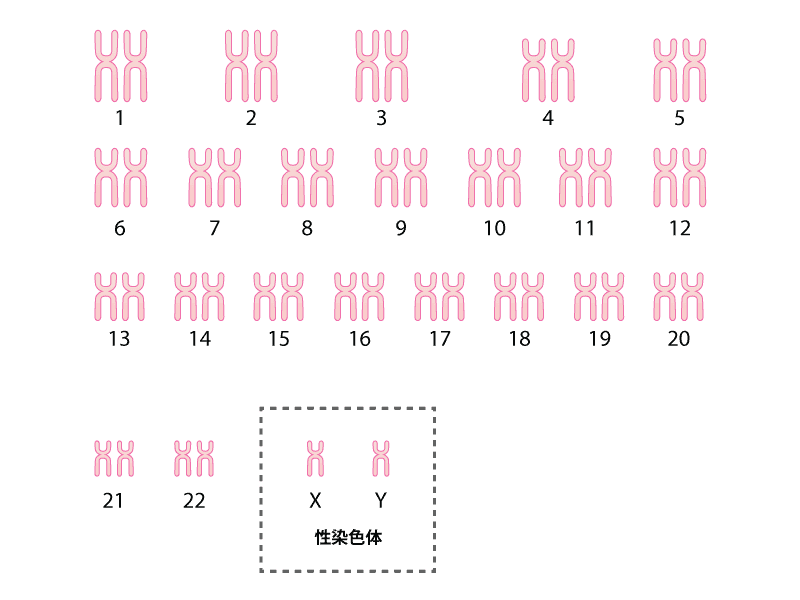 常染色体と性染色体